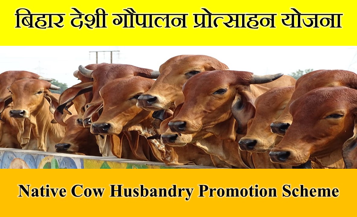 Native Cow Husbandry Promotion Scheme - बिहार देशी गौपालन प्रोत्साहन योजना